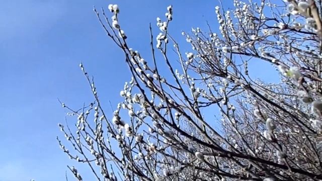 Удивительная верба смотреть онлайн