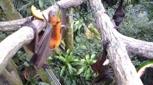 ?Огромные летучие с собачьей головой ! Удивительные истории.