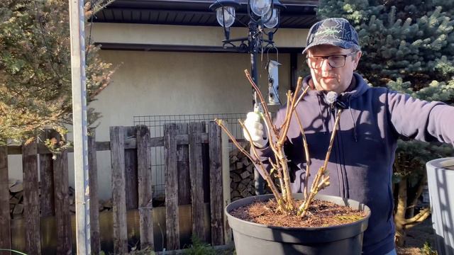 Обрезка метельчатой гортензии «Star Rose»,а все обрезки берем на черенки смотреть онлайн