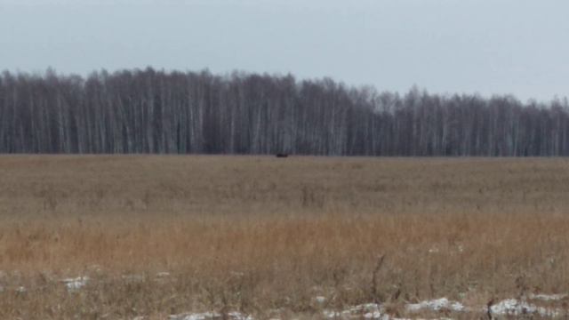 Встреча с кабанами. Кабаны на поле. смотреть онлайн