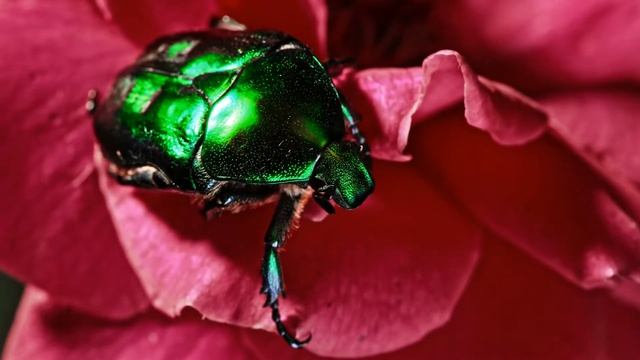 ? Насекомые для детей. ? Развивающие видео. ? Учим названия, викторина на угадывание с картинками. смотреть онлайн