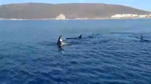 Косатка поймала нерпу, Магадан