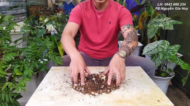 Cách trộn giá thể các dòng monstera đơn giản mà hiệu quả смотреть онлайн