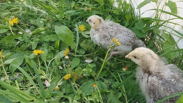 Цыплятам один месяц. Как живет цыпленок который родился в результате эксперимента. смотреть онлайн