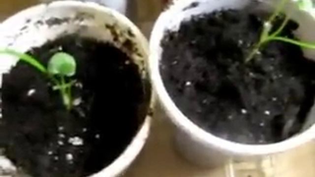 Цветочная рассада 26 февраля.avi смотреть онлайн