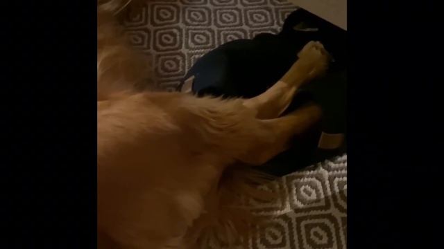 Кокер спаниель/ Оскар//Oscar/Cocker spaniel//Valentyna life смотреть онлайн