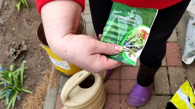 Особенности посадки РОЗ весной. Где я покупаю розы? смотреть онлайн