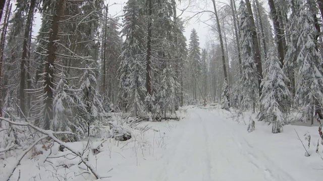 Virtual Winter Walking In A Snow Forest | 4K | 35 Min.