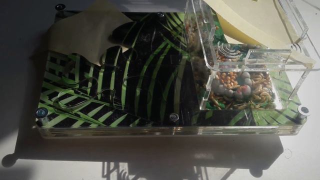 Муравьиная ферма У вас нет муравьиной фермы? смотреть онлайн