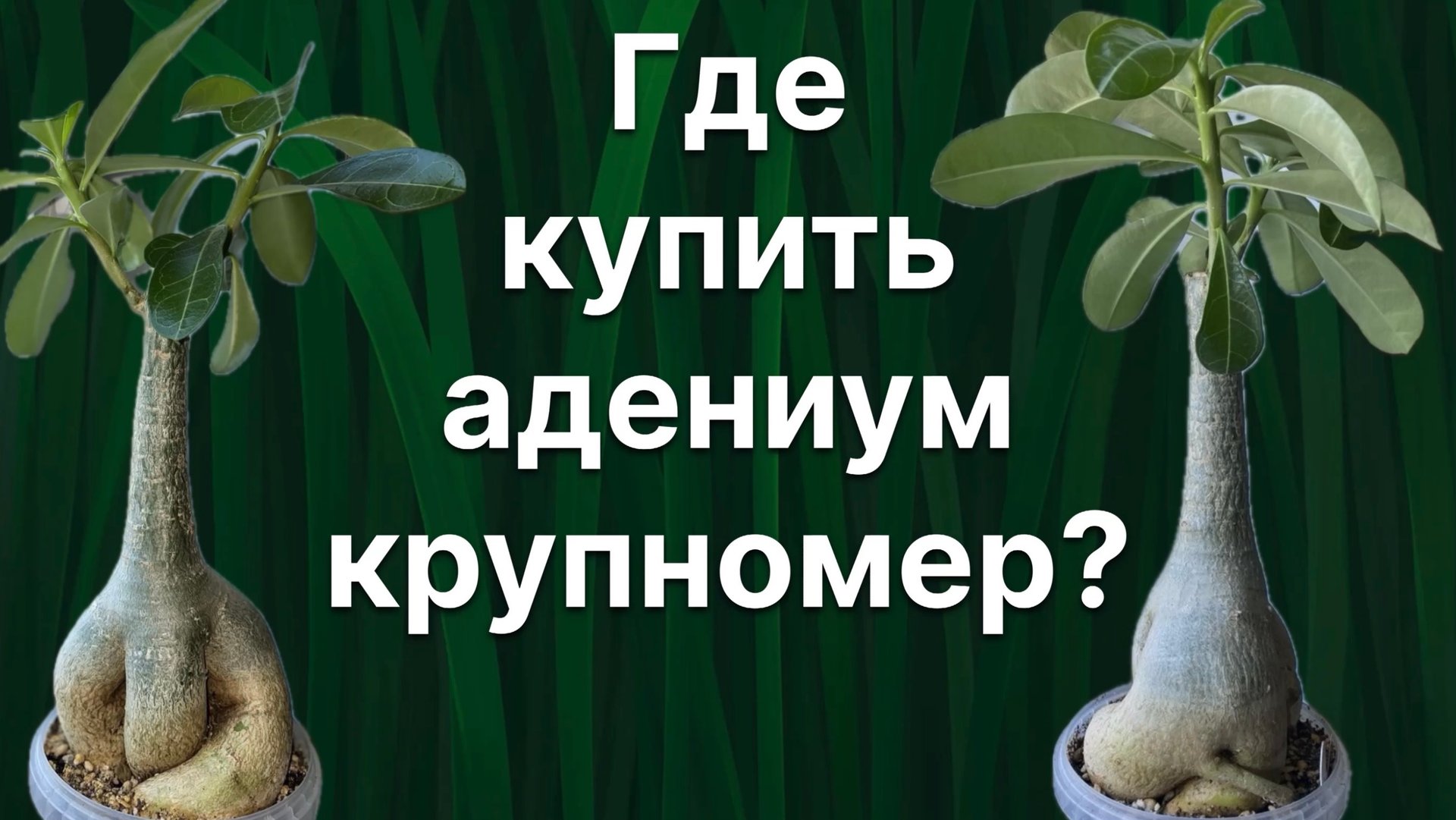 Вам нужны крупномеры? На подвой! Наконец-то узнаю как они цветут. 25 июля 2024 г. смотреть онлайн
