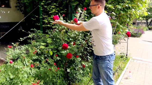 Роза Фальстаф Falstaff