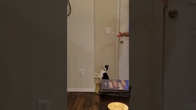 Ezio vs Shadow Puppet смотреть онлайн