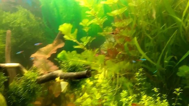 Эритромецин против водорослей смотреть онлайн