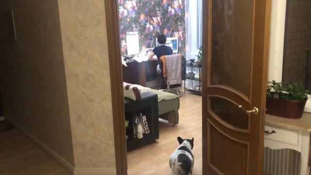 Ответственное купание французского бульдога Миры смотреть онлайн