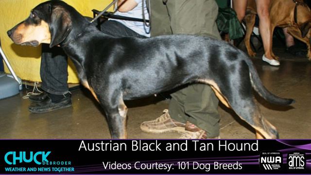 Austrian Black and Tan Hound смотреть онлайн