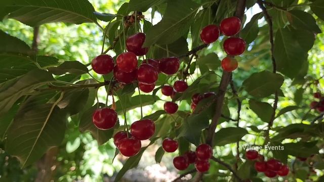 Harvesting Figs and Cherries in the Village and Making Jam смотреть онлайн