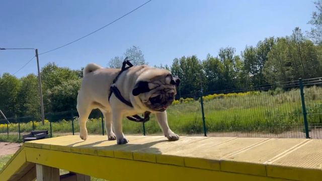 Мопс-спортсмен💪Утрянняя зарядка мопса смотреть онлайн