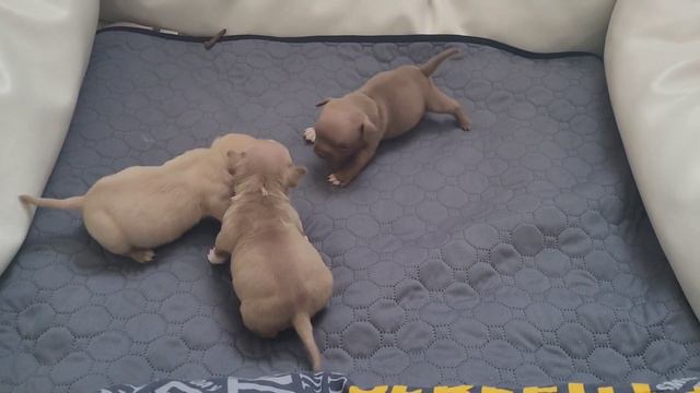 Интересно они вырастут еще😄, порой такое чувство такими останутся. смотреть онлайн