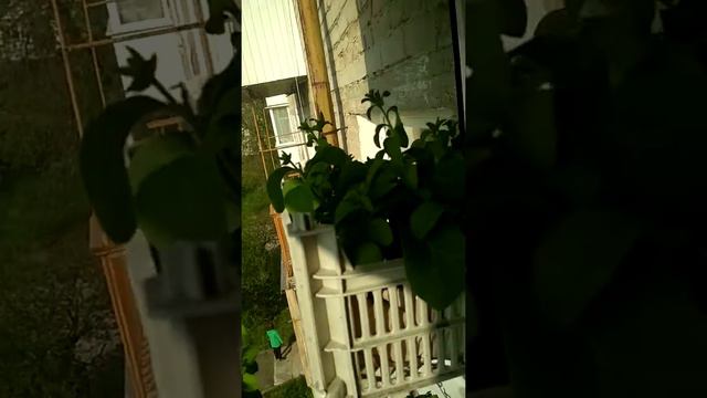 Петунии на балконе, 14 мая 2019