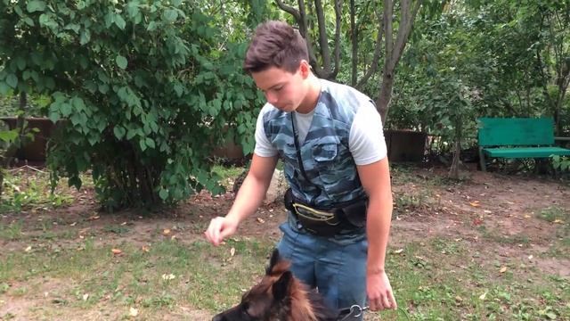 Дрессировка собак 2 урок команда"Лежать" смотреть онлайн