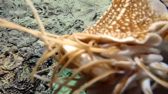 Nautilus Feeding смотреть онлайн