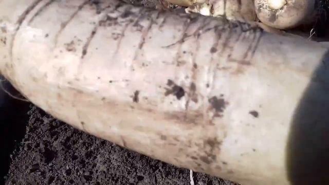 Убираем на хранение дайкон.5 октября. смотреть онлайн