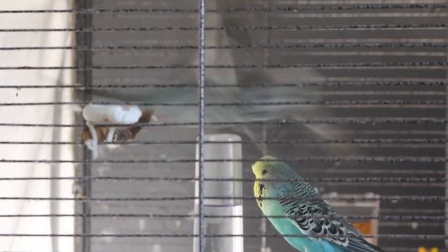 КРИК попугая: я здесь! (2)