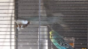 КРИК попугая: я здесь! (2)