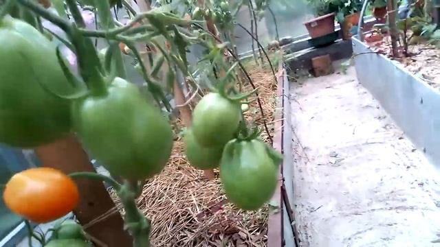 Томаты "Кристина", "Елисей", "Викинг" в Ленинградской области смотреть онлайн