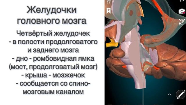 Анатомия: Головной мозг (часть 3): Промежуточный мозг, Желудочки смотреть онлайн