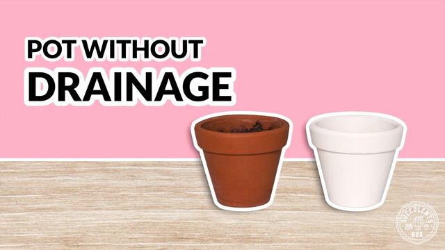 Why My Succulents Are DYING?? | CAUSE AND FIXES