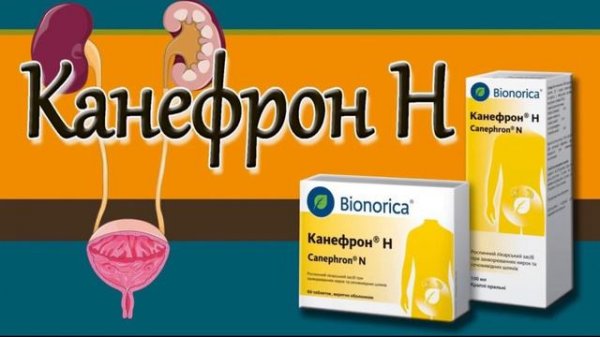 Канефрон таб хакида малумот, цистит, буйрак тош кассалигида