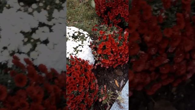 #Осенние хризантемы поздной осенью смотреть онлайн