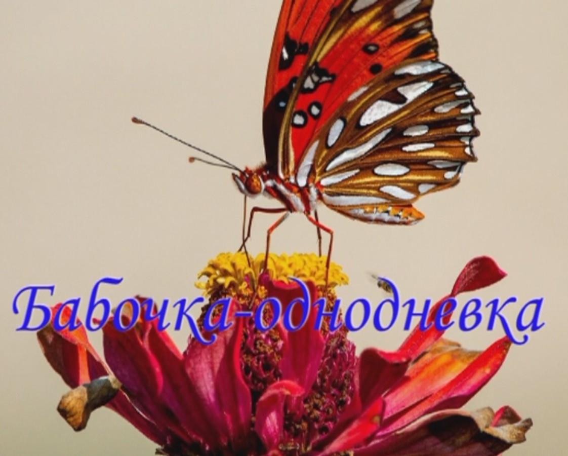 притча" Бабочка-однодневка" смотреть онлайн