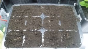 ПОСЕВ БАРХАТЦЫ ПРЯМОСТОЯЧИЕ НА Рассаду? Альбатрос #бархатцы #рассада #новыйсезон