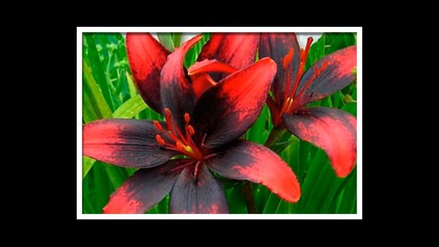 Olina Lily смотреть онлайн