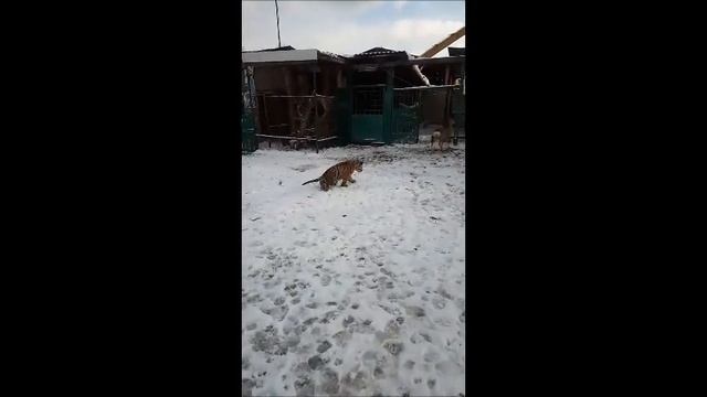 Беззаботное детство!!! Гектор??❤? смотреть онлайн