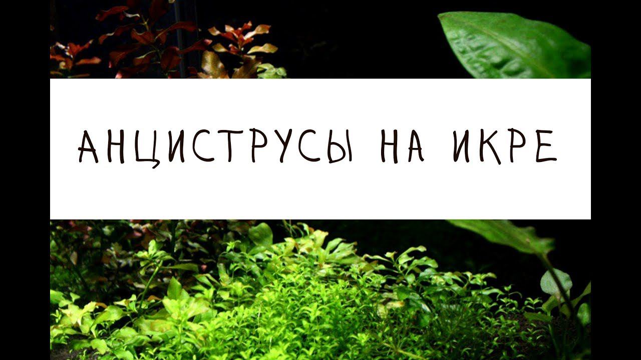 Сомы на икре