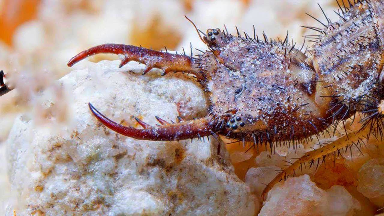 Это существо затаскивает своих жертв в песок. смотреть онлайн