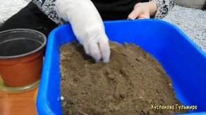 Осеннее черенкование роз! Простой способ в домашних условиях!