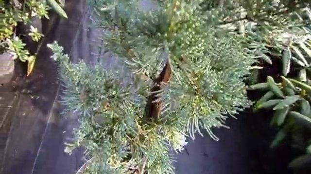 Juniperus virginiana Glauca смотреть онлайн