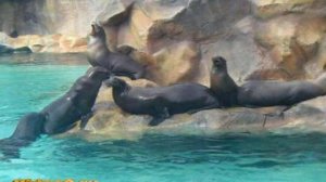 Любовные игры морских львов