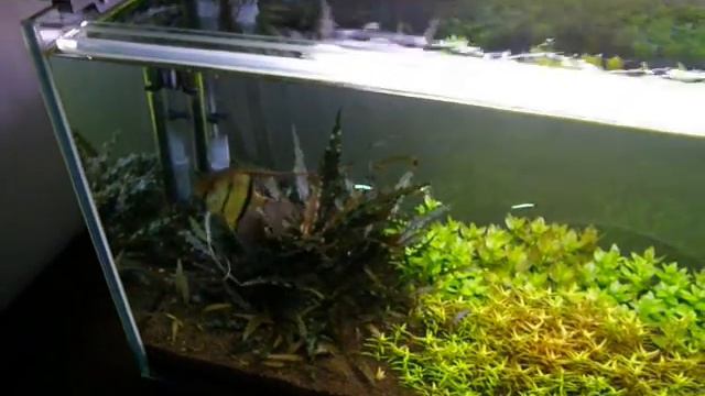 Rotala i Bacopa w akwarium cz1. смотреть онлайн