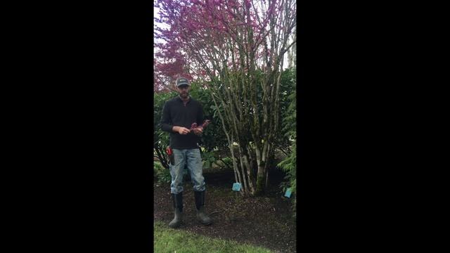 Tuesday's With Ty - Cercis Chinensis