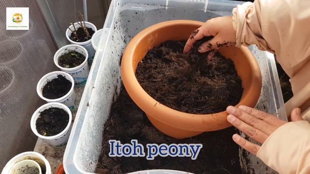 Planting Peony Sarah Bernhardt (Double pink herbaceous peony) bare root in my front flower garden смотреть онлайн