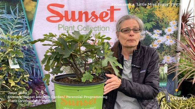 Ficus carica 'Little Miss Figgy' PP27929 смотреть онлайн