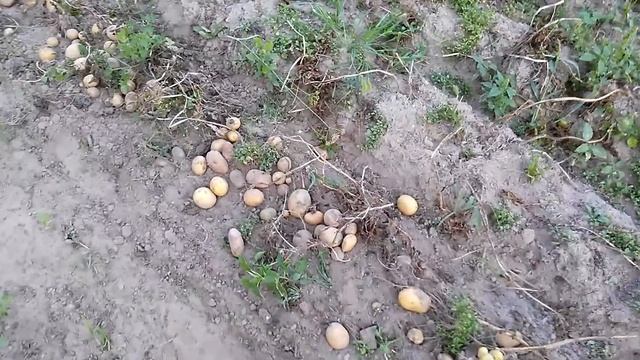 Картофелекопалка ККМ-1 для мотблока Нева в работе. Первая копка. смотреть онлайн