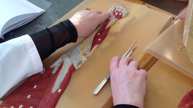 Мышцы нижних конечностей. смотреть онлайн