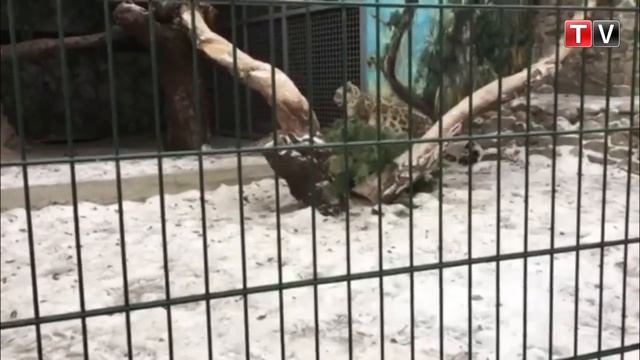 ПН TV: посетитель Николаевского зоопарка возмутился бездействием ветеринара смотреть онлайн