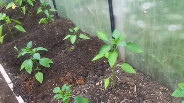 Мульчирование сладких и острых перцев в теплице и в открытом грунте смотреть онлайн